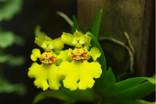 文心兰一年开几次花(几月开) 文心兰的品种