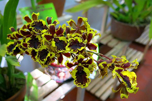 文心兰一年开几次花(几月开) 文心兰的品种