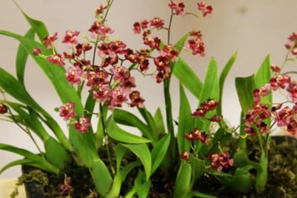 文心兰市场价格多少钱一盆  文心兰的养殖方法