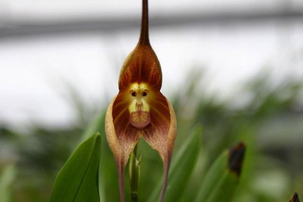 猴面小龙兰有毒吗 猴面小龙兰的养殖方法