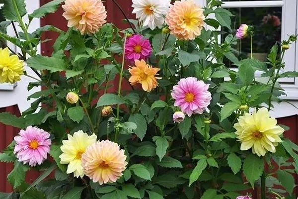 大丽花好养吗 大丽花什么时候开花(几月)