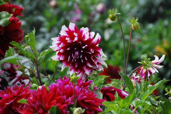 大丽花好养吗 大丽花什么时候开花(几月)