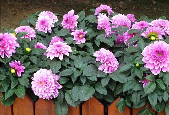 大丽花好养吗 大丽花什么时候开花(几月)