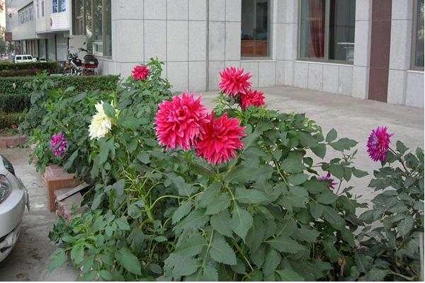 大丽花好养吗 大丽花什么时候开花(几月)