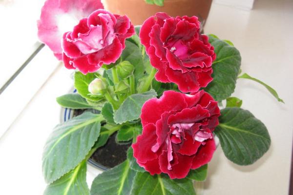 大岩桐怎么浇水(多久浇一次) 大岩桐如何施肥