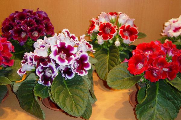 大岩桐怎么浇水(多久浇一次) 大岩桐如何施肥