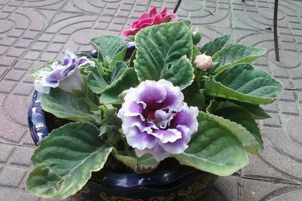 大岩桐怎么浇水(多久浇一次) 大岩桐如何施肥