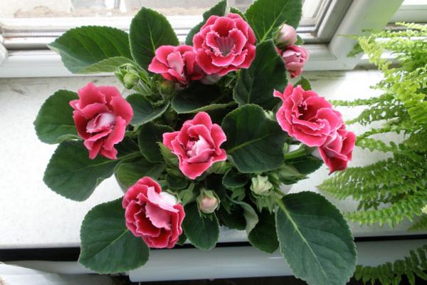 大岩桐怎么浇水(多久浇一次) 大岩桐如何施肥