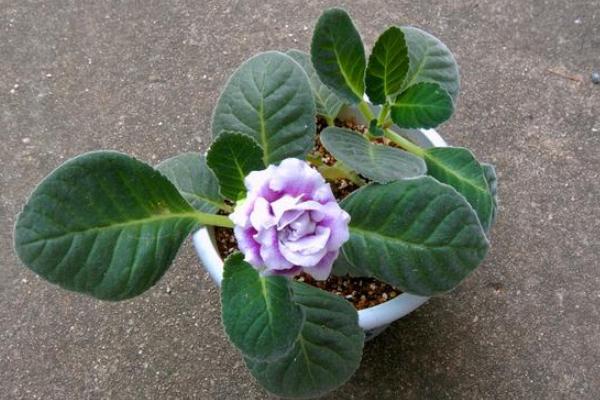 大岩桐怎么浇水(多久浇一次) 大岩桐如何施肥