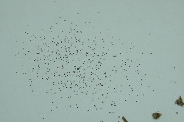 大岩桐种子市场价格多少钱一斤 大岩桐种子怎么种