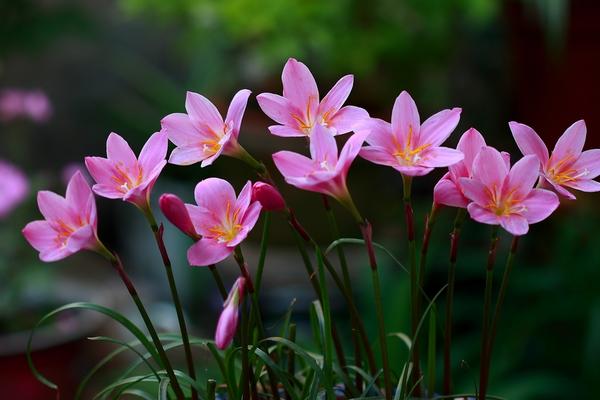 韭菜莲怎么养 韭菜莲养殖方法与注意事项