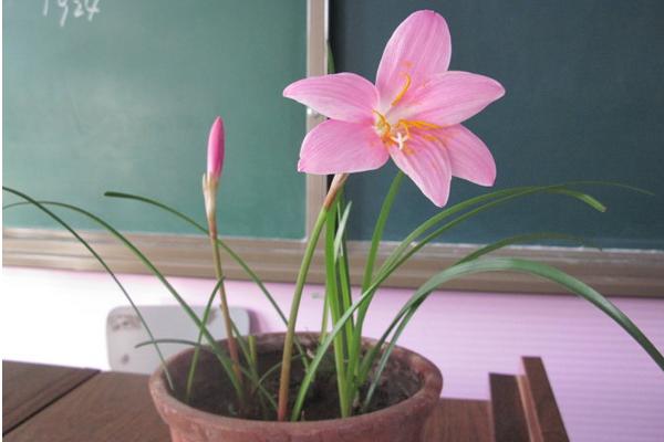 韭菜莲怎么养 韭菜莲养殖方法与注意事项