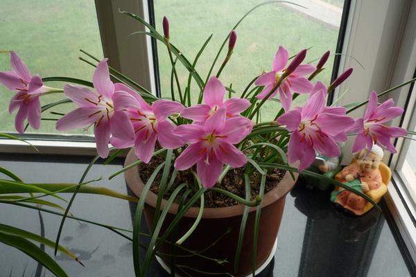 韭菜莲怎么养 韭菜莲养殖方法与注意事项