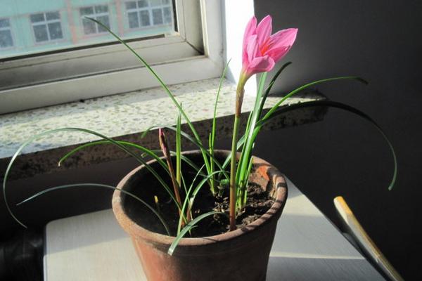 韭菜莲怎么养 韭菜莲养殖方法与注意事项