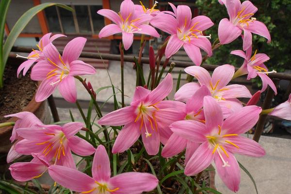 韭菜莲怎么养 韭菜莲养殖方法与注意事项