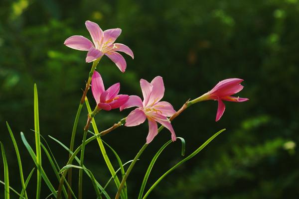 韭菜莲怎么养 韭菜莲养殖方法与注意事项