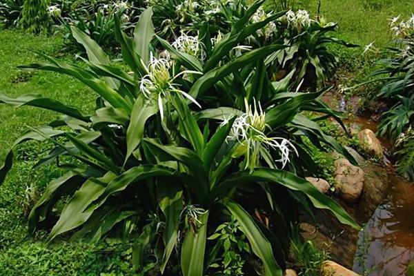水鬼蕉和文殊兰的区别是什么 水鬼蕉的栽培技术