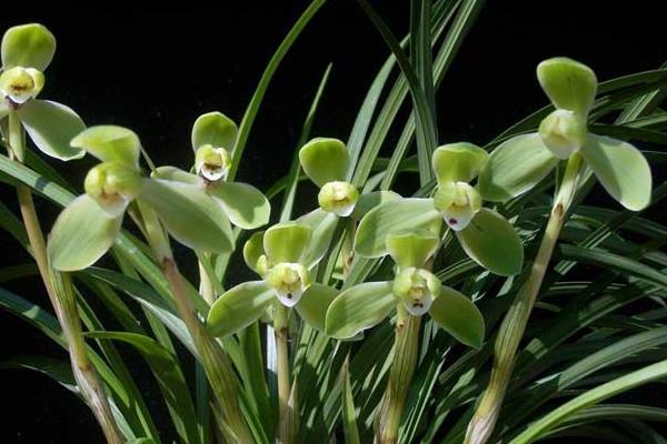 宋梅怎么养 宋梅养殖方法与注意事项