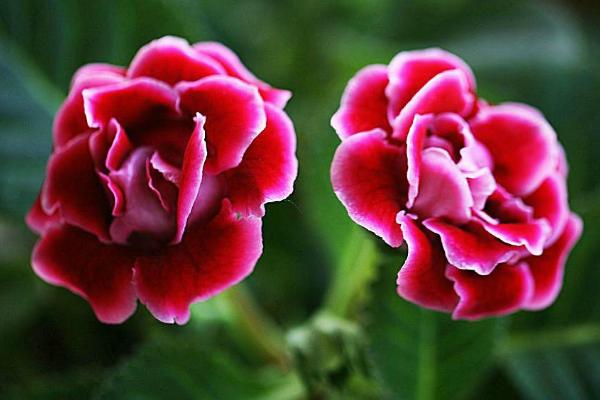 大岩桐什么时候开花(几月) 大岩桐一年开几次花-