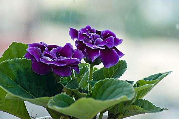 大岩桐什么时候开花(几月) 大岩桐一年开几次花-