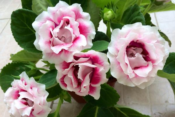 大岩桐什么时候开花(几月) 大岩桐一年开几次花-