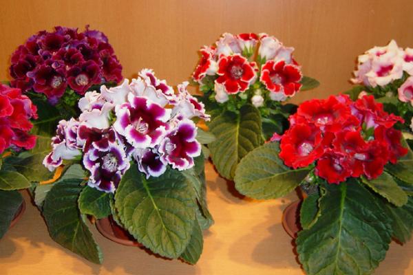 大岩桐什么时候开花(几月) 大岩桐一年开几次花-