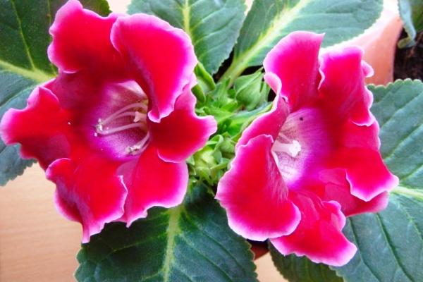 大岩桐什么时候开花(几月) 大岩桐一年开几次花-