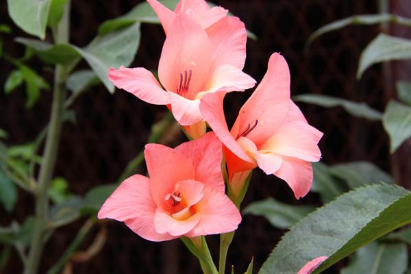 唐菖蒲什么时候开花(几月) 唐菖蒲怎么浇水施肥