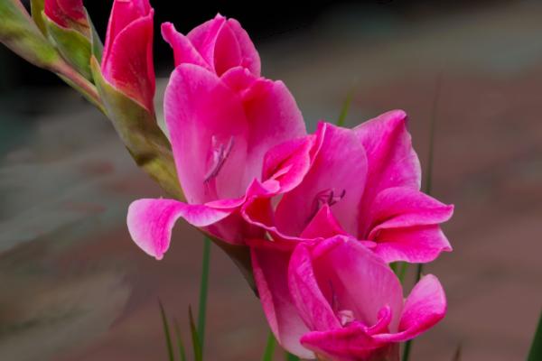 唐菖蒲什么时候开花(几月) 唐菖蒲怎么浇水施肥