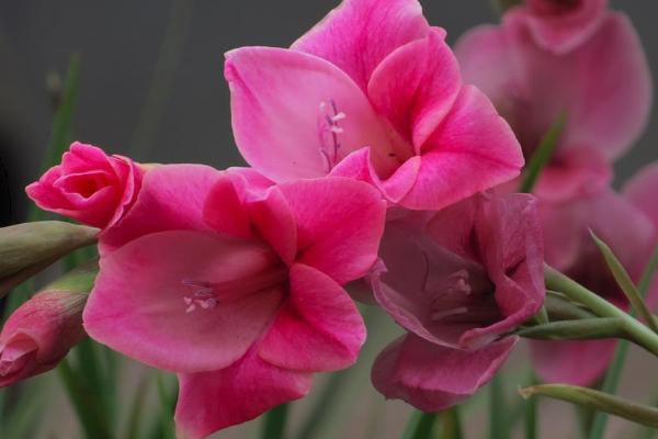 唐菖蒲什么时候开花(几月) 唐菖蒲怎么浇水施肥