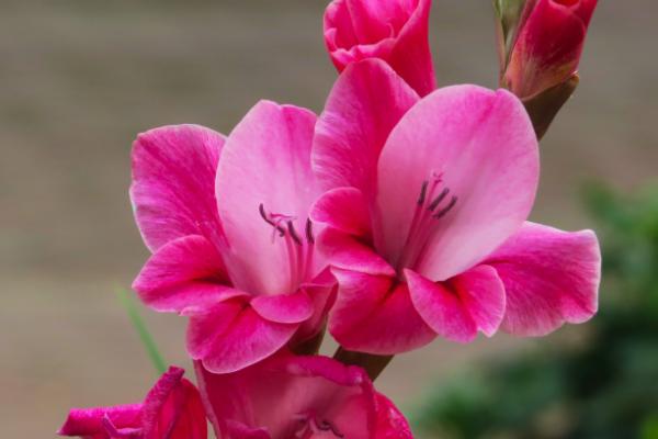 唐菖蒲什么时候开花(几月) 唐菖蒲怎么浇水施肥