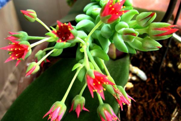 珍珠吊兰图片大全(含开花) 珍珠吊兰怎样扦插繁殖