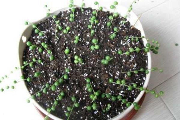 珍珠吊兰图片大全(含开花) 珍珠吊兰怎样扦插繁殖