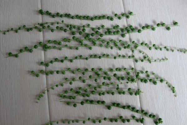 珍珠吊兰图片大全(含开花) 珍珠吊兰怎样扦插繁殖