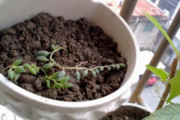 珍珠吊兰图片大全(含开花) 珍珠吊兰怎样扦插繁殖