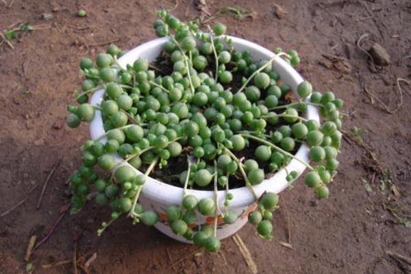 珍珠吊兰图片大全(含开花) 珍珠吊兰怎样扦插繁殖