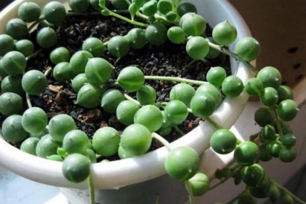 珍珠吊兰图片大全(含开花) 珍珠吊兰怎样扦插繁殖