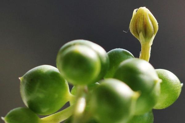 珍珠吊兰图片大全(含开花) 珍珠吊兰怎样扦插繁殖