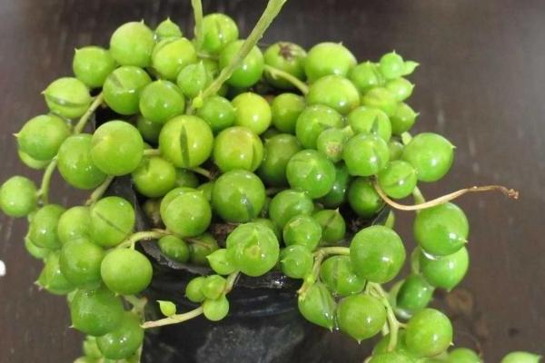 珍珠吊兰图片大全(含开花) 珍珠吊兰怎样扦插繁殖