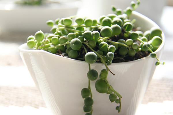 珍珠吊兰图片大全(含开花) 珍珠吊兰怎样扦插繁殖