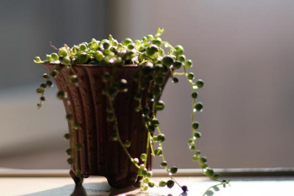 珍珠吊兰图片大全(含开花) 珍珠吊兰怎样扦插繁殖