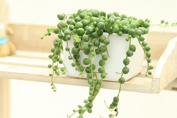 珍珠吊兰图片大全(含开花) 珍珠吊兰怎样扦插繁殖