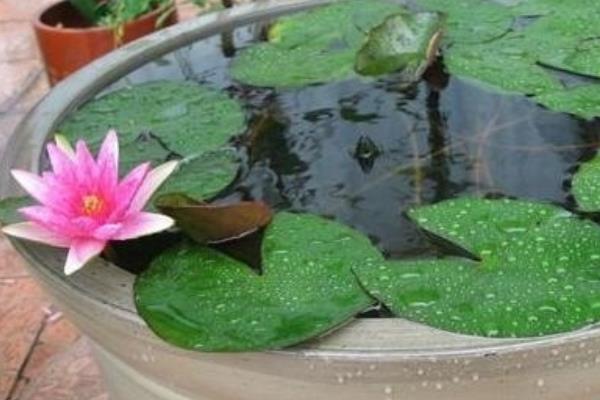 碗莲可以不用泥吗 碗莲什么时候入泥