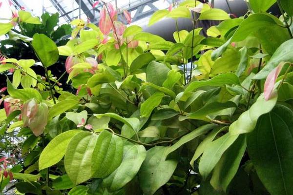 肉桂树怎么养 肉桂树养殖方法与注意事项