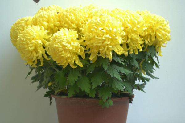 盆栽菊花怎么浇水(多久浇一次) 如何延长菊花的花期