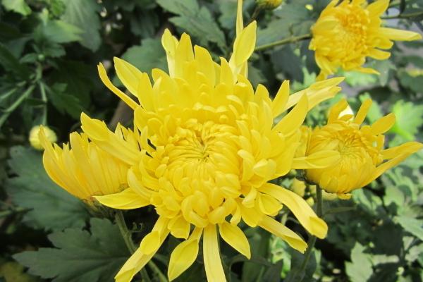 盆栽菊花怎么浇水(多久浇一次) 如何延长菊花的花期