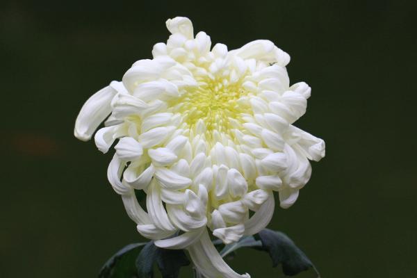 盆栽菊花怎么浇水(多久浇一次) 如何延长菊花的花期