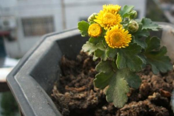 盆栽菊花怎么浇水(多久浇一次) 如何延长菊花的花期