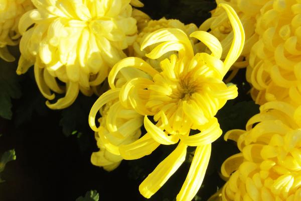 菊花什么时候开 菊花花期是几月