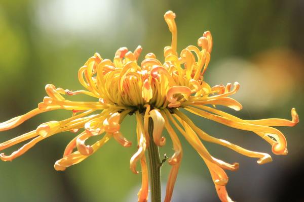 菊花什么时候开 菊花花期是几月